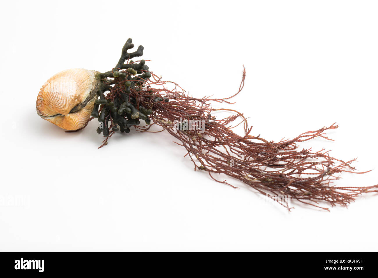 Eine einzelne, live Planlagestörungen, Cerastoderma edule, mit Algen, gefunden in der Gezeitenzone Hafen von Portland, Dorset England UK GB gewaschen Stockfoto
