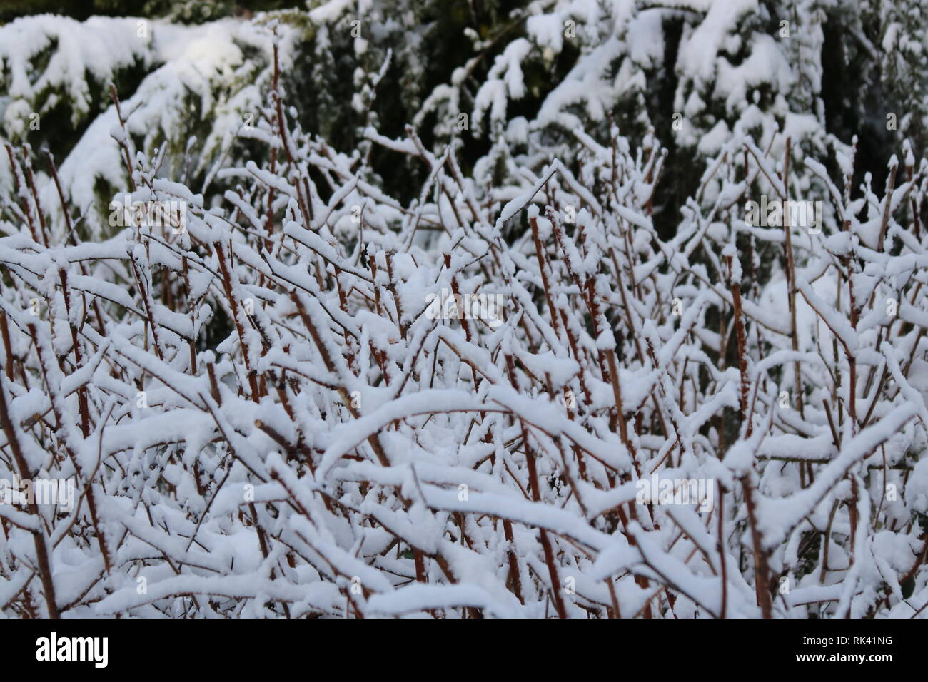 Schneefall Portland Oregon Feb 9, 2019 Stockfoto