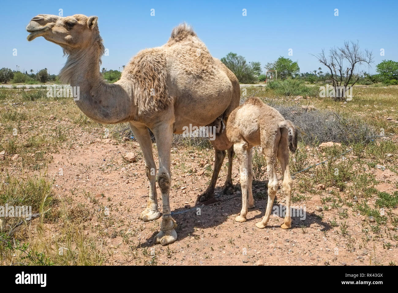 Junge kamel Kalb Fütterung von seiner Mutter Stockfoto