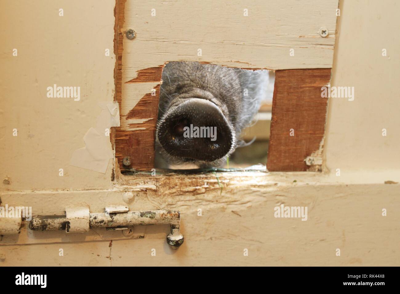 Dom Joly und sein schweinchen Wilbur Stockfoto