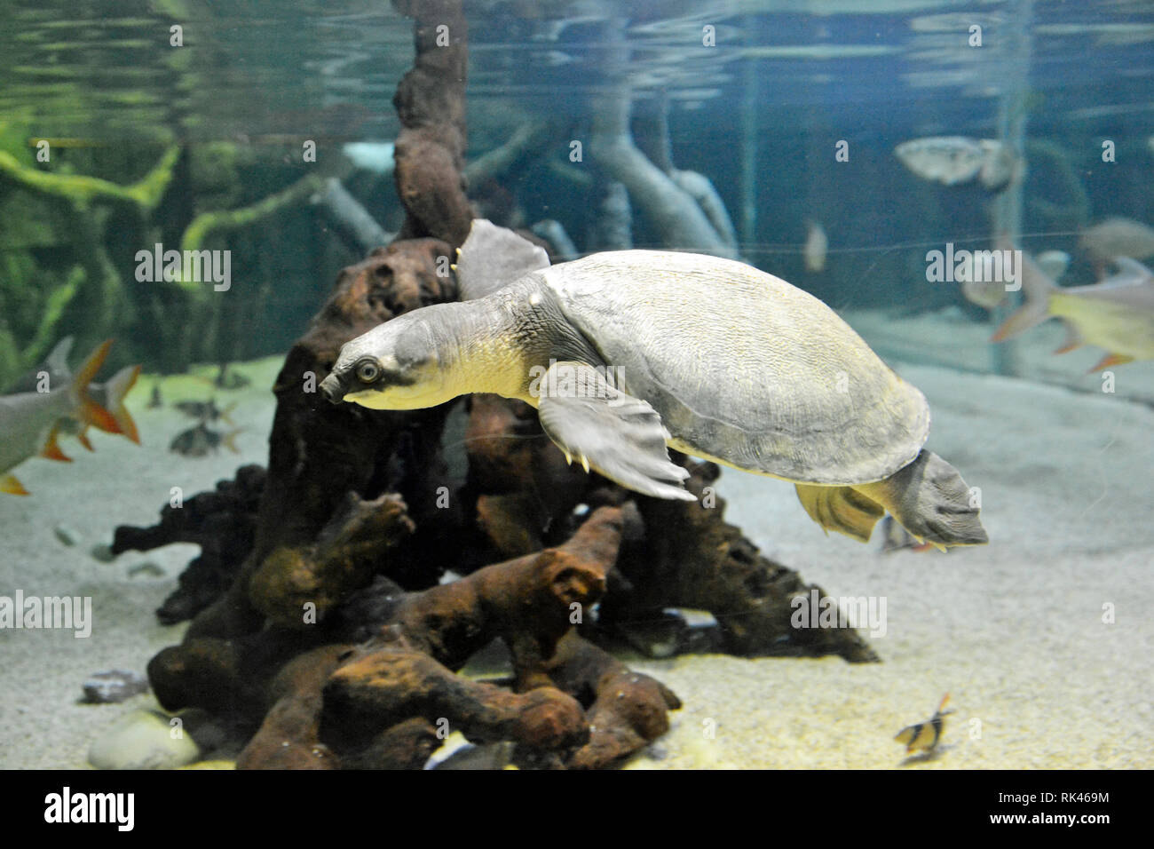 Pignose Schildkröte in Bournemouth Oceanarium, einem öffentlichen Aquarium, an der Strandpromenade, Bournemouth, England, Großbritannien Stockfoto
