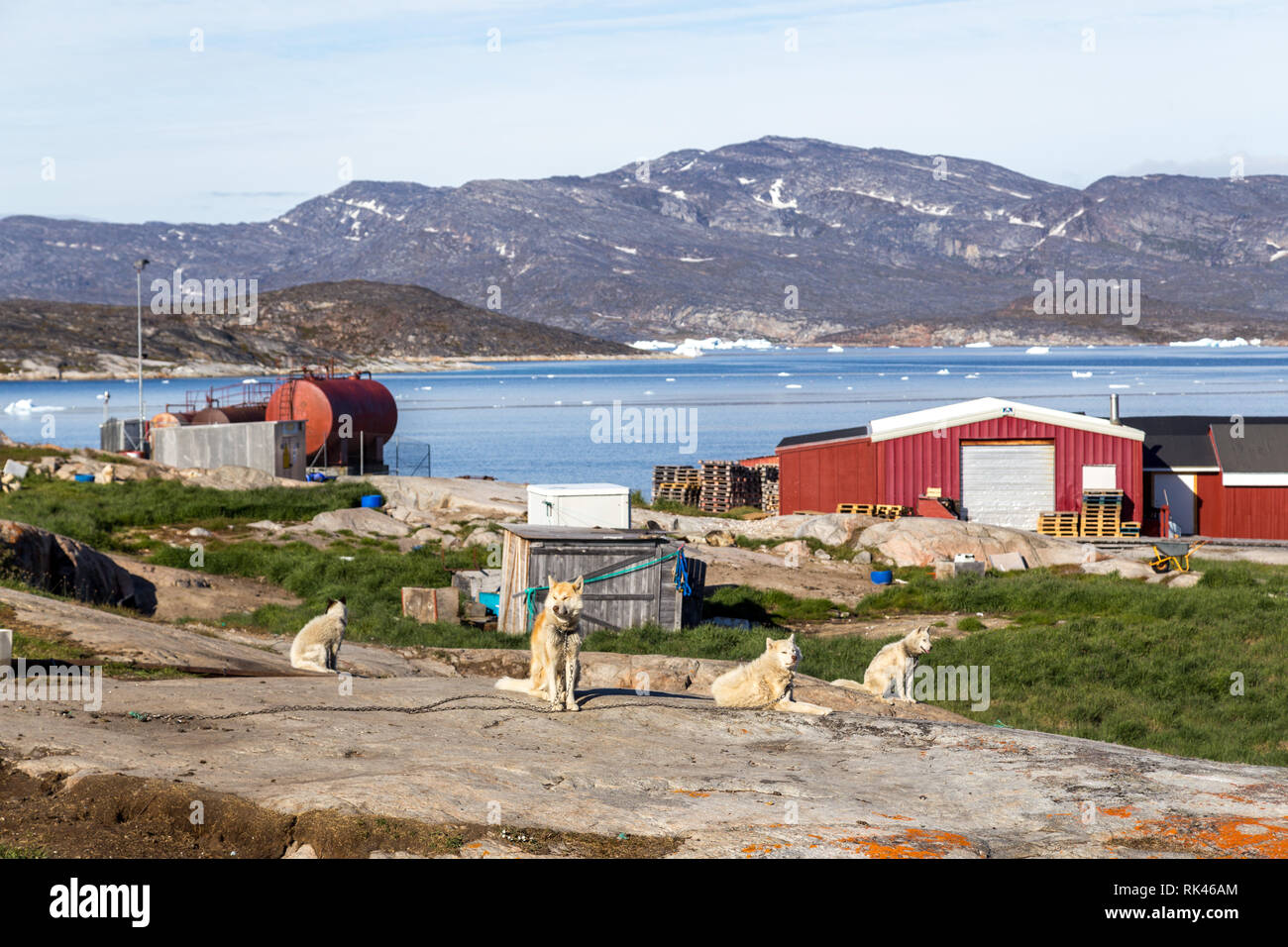 Schlittenhunde in Rodebay, Grönland Stockfoto