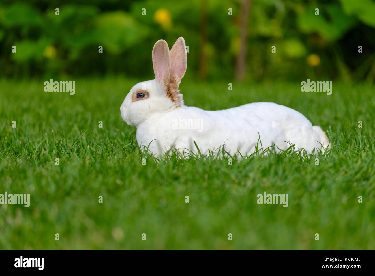 Ruhe und Süße, kleine weiße Kaninchen sitzen auf grünem Gras, niedliche Häschen. Stockfoto