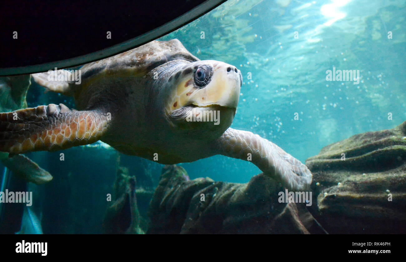 Riesige Schildkröte in Bournemouth Oceanarium, einem öffentlichen Aquarium, an der Strandpromenade, Bournemouth, England, Großbritannien Stockfoto