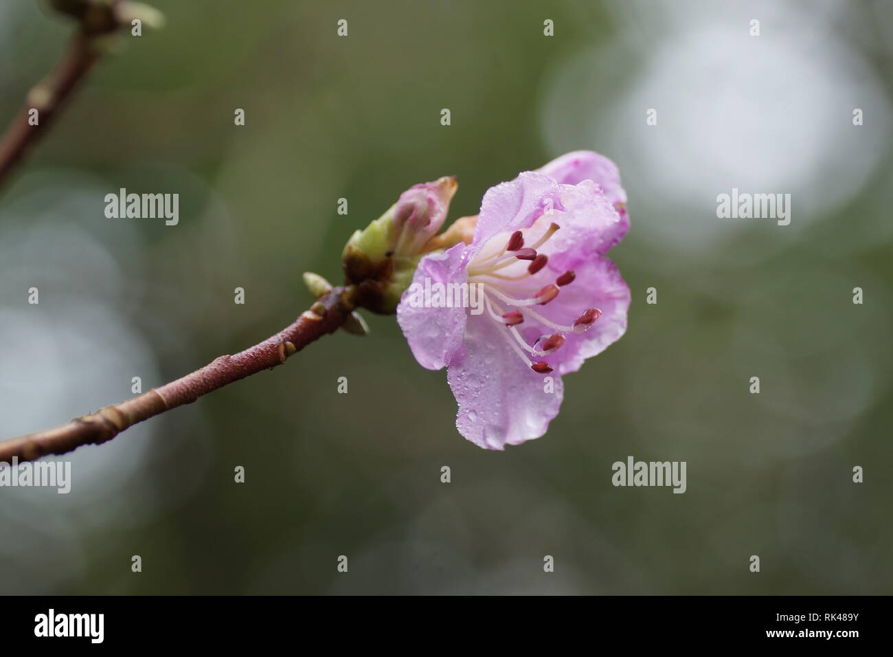 Rhododendron Mucronulatum an Clyne Gärten, Swansea, Wales, UK. Stockfoto