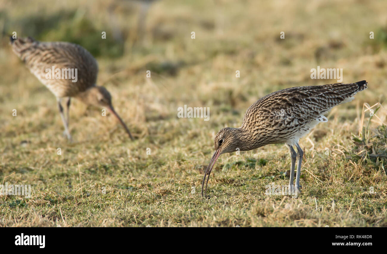 Curlew - Numenius arquata - auf Grünland auf der Suche nach Nahrung Stockfoto