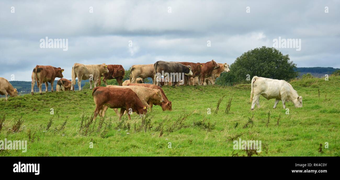 Eine Herde von Rindern auf der heiligen Insel im Lough Derg, Irland, dort leben frei im Sommer. Stockfoto
