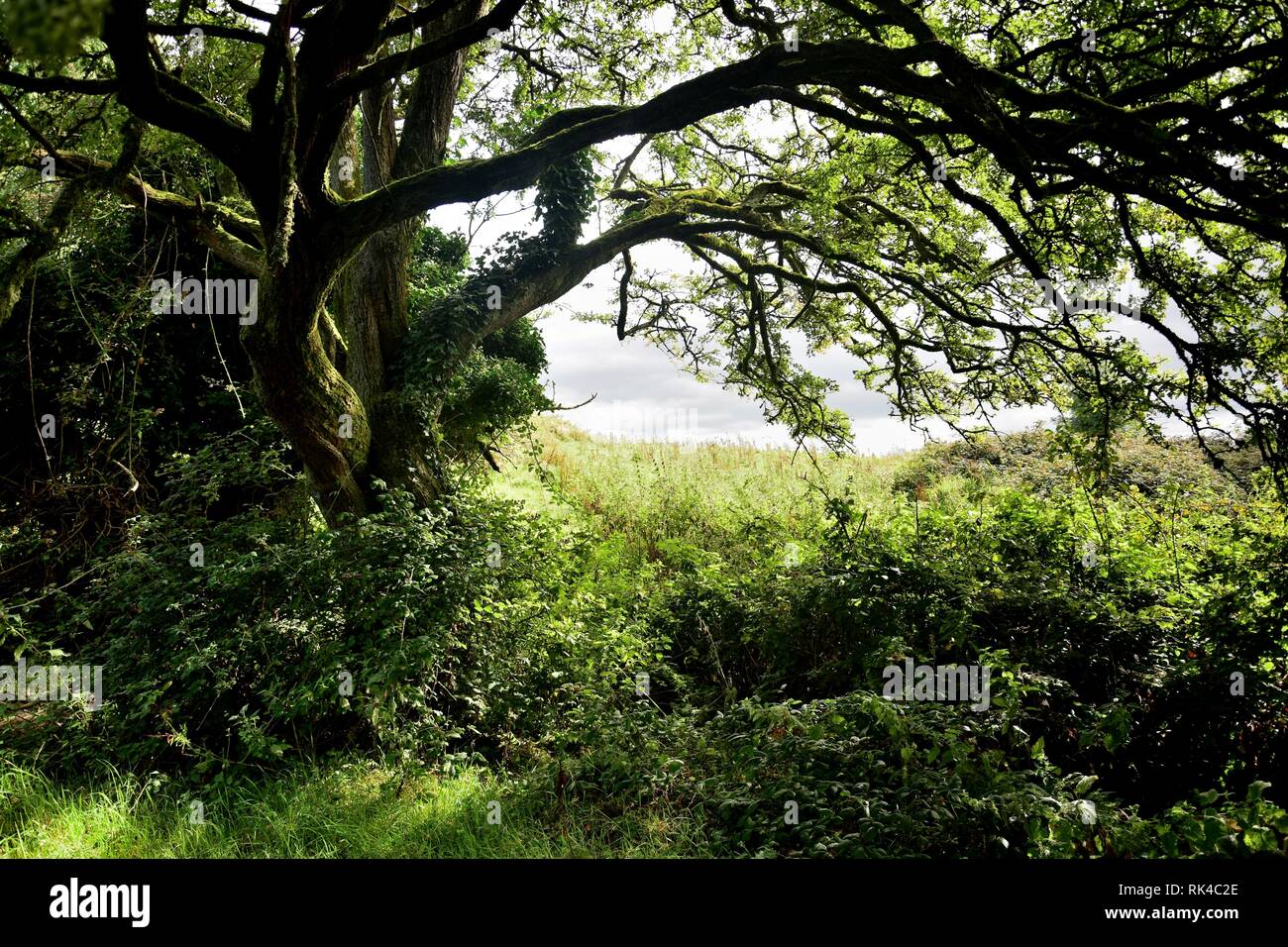 Irische märchenhafte Landschaft mit einem Baum auf der heiligen Insel im Lough Derg, County Clare. Stockfoto