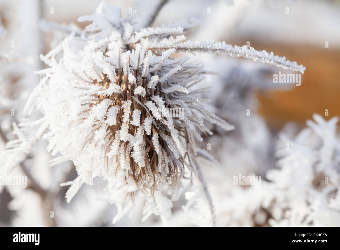 Thistle im Winter in langen Eiskristalle aus eisnebel. Makro Nahaufnahme der Frost auf einem garten anlage Stockfoto