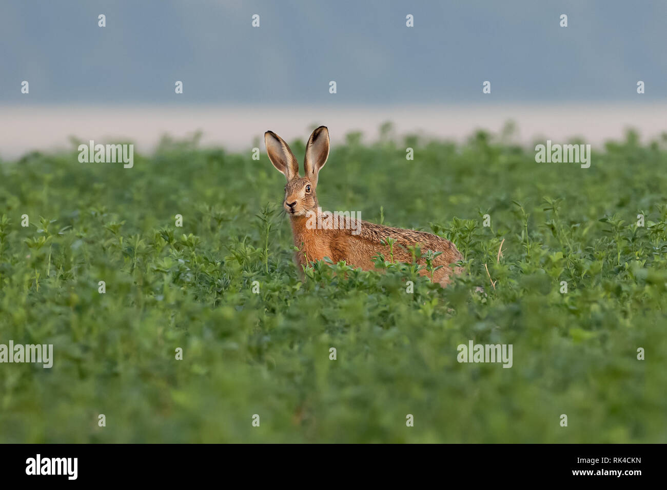 Junge Braune hare in Kulturpflanzen still mit großen Ohren auf die Kamera zu suchen Stockfoto