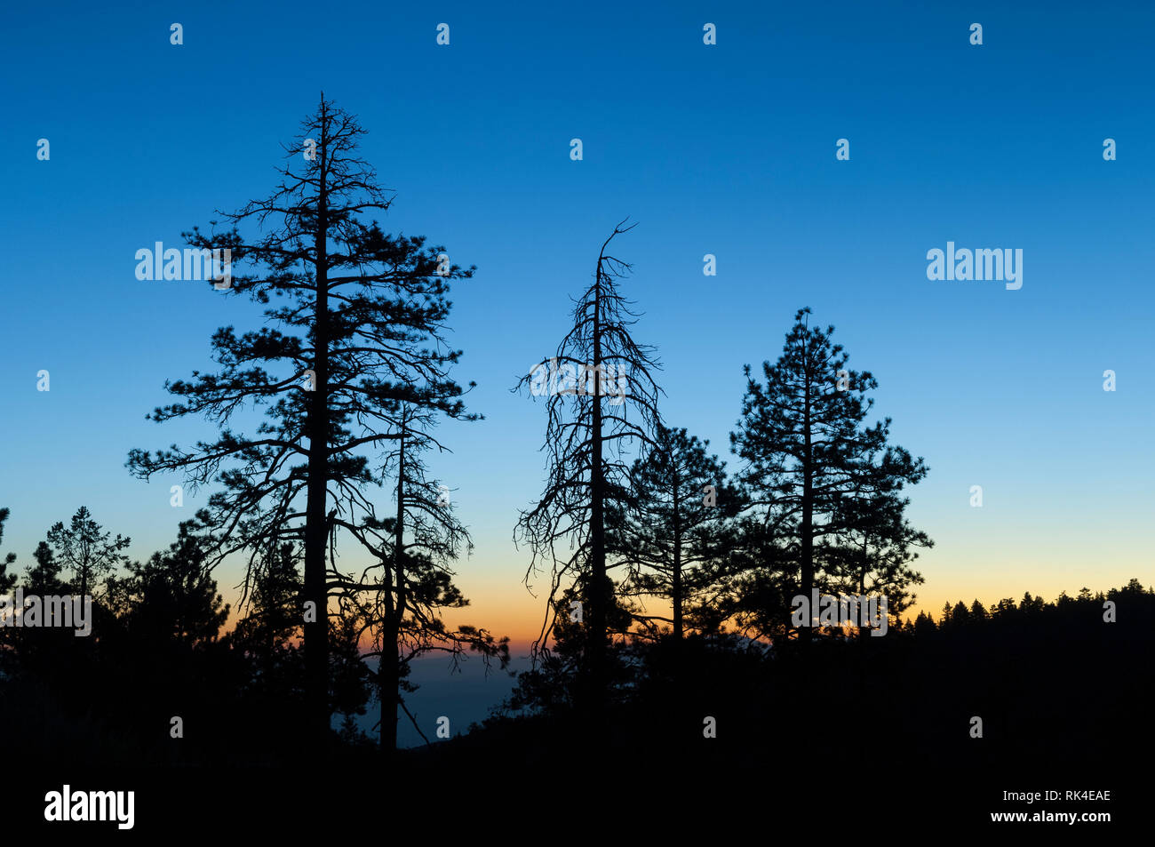 Pinien in der Morgendämmerung; Tecuya Berggebiet, Los Padres Naitonal Wald, Südkalifornien. Stockfoto