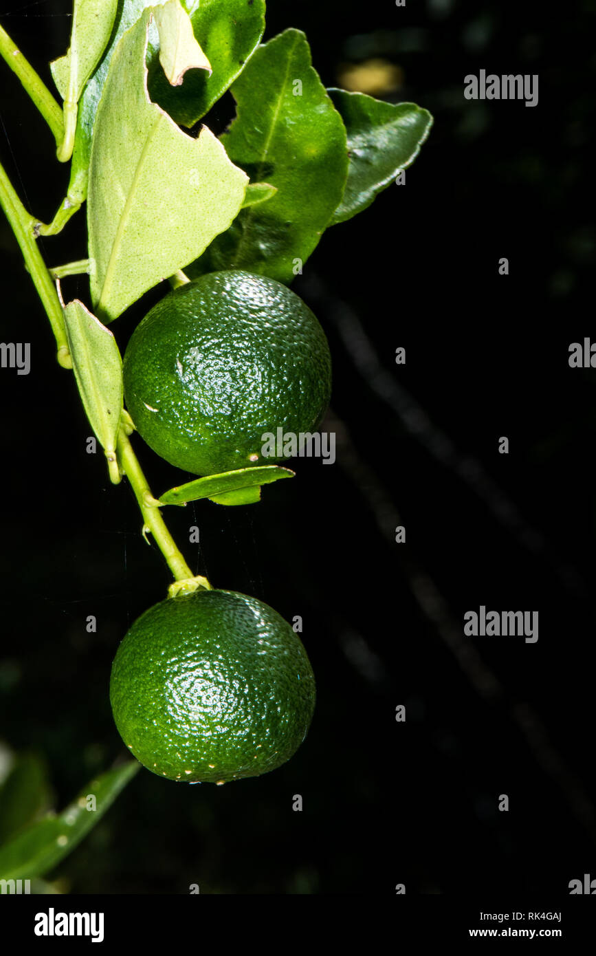 Lime Tree mit Früchten closeup im Bereich mit verschwommenen und einige Geräusche Wirkung Stockfoto