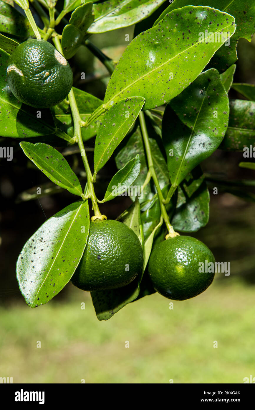 Lime Tree mit Früchten closeup im Bereich mit verschwommenen und einige Geräusche Wirkung Stockfoto