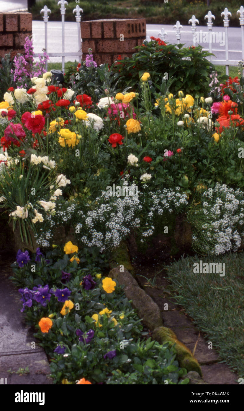 Vorderer GARTEN EINES SUBURBAN HOUSE IN SYDNEY mit RANUNCULUS BLUMEN UND Stiefmütterchen (Viola). Stockfoto