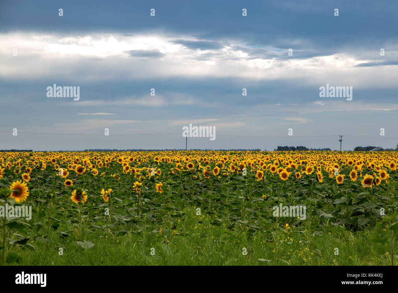 Ein Feld Gelb und Gold Sonnenblumen unter einem blauen Himmel bewölkt Sommer in ländlichen Canterbury, Neuseeland Stockfoto