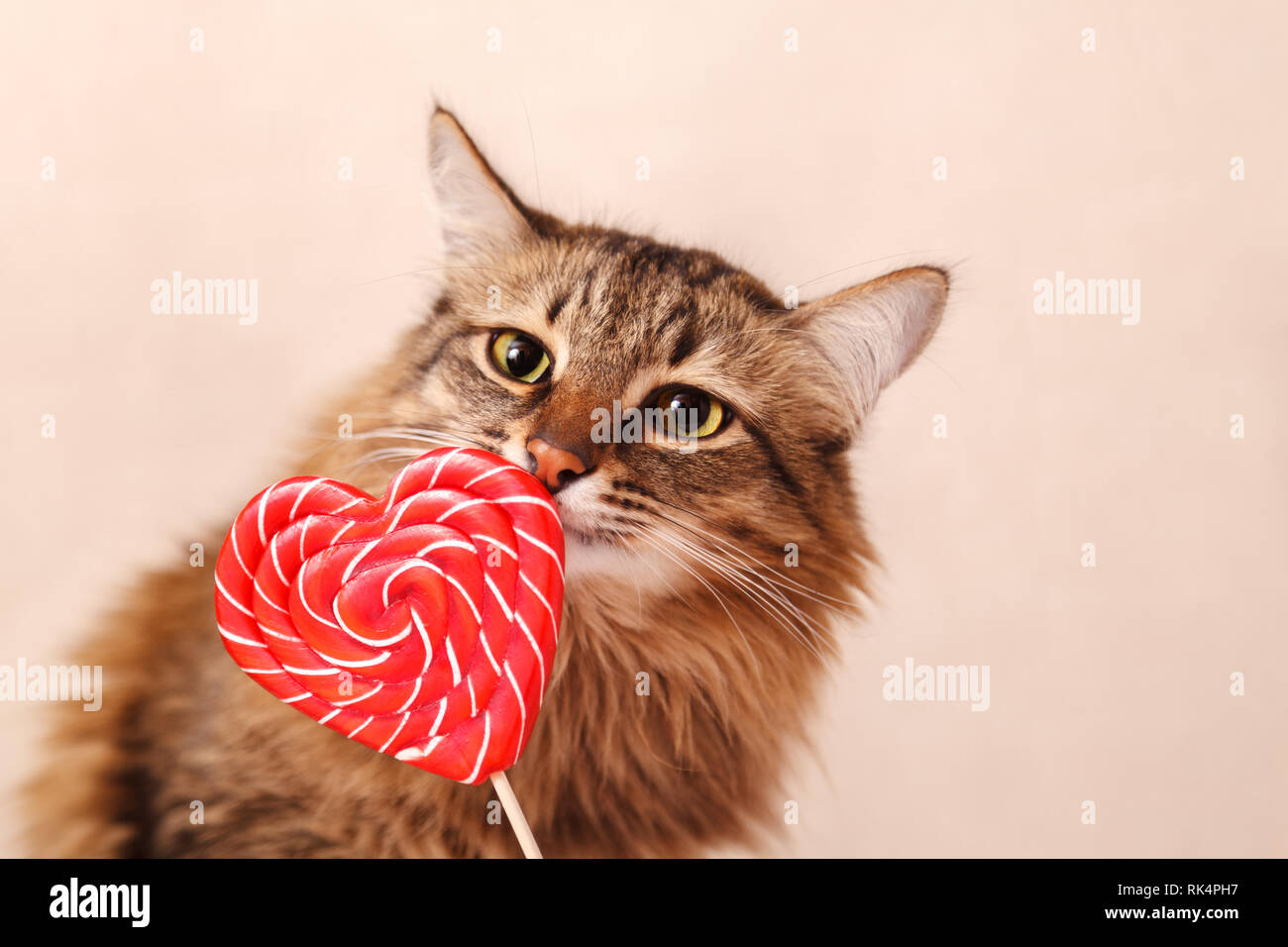 Valentinstag Hintergrund. Schöne flauschige Katze schnuppert einen herzförmigen Lutscher auf einem beigen Hintergrund, close-up. Grußkarte. Stockfoto