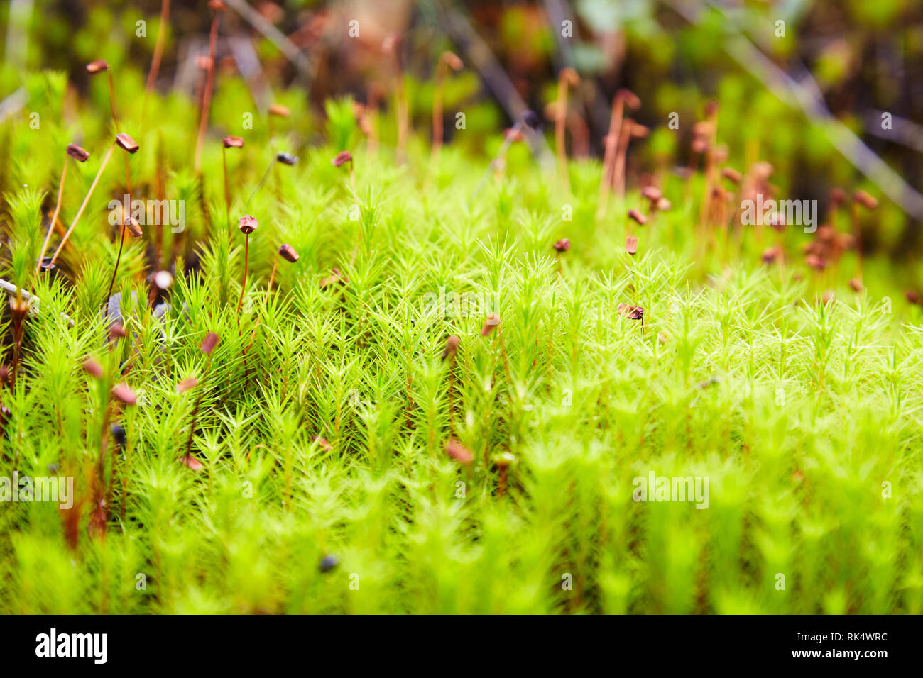 Green Moss (Polytrichum commune) an den Wald wachsen. Selektiver Fokus Stockfoto