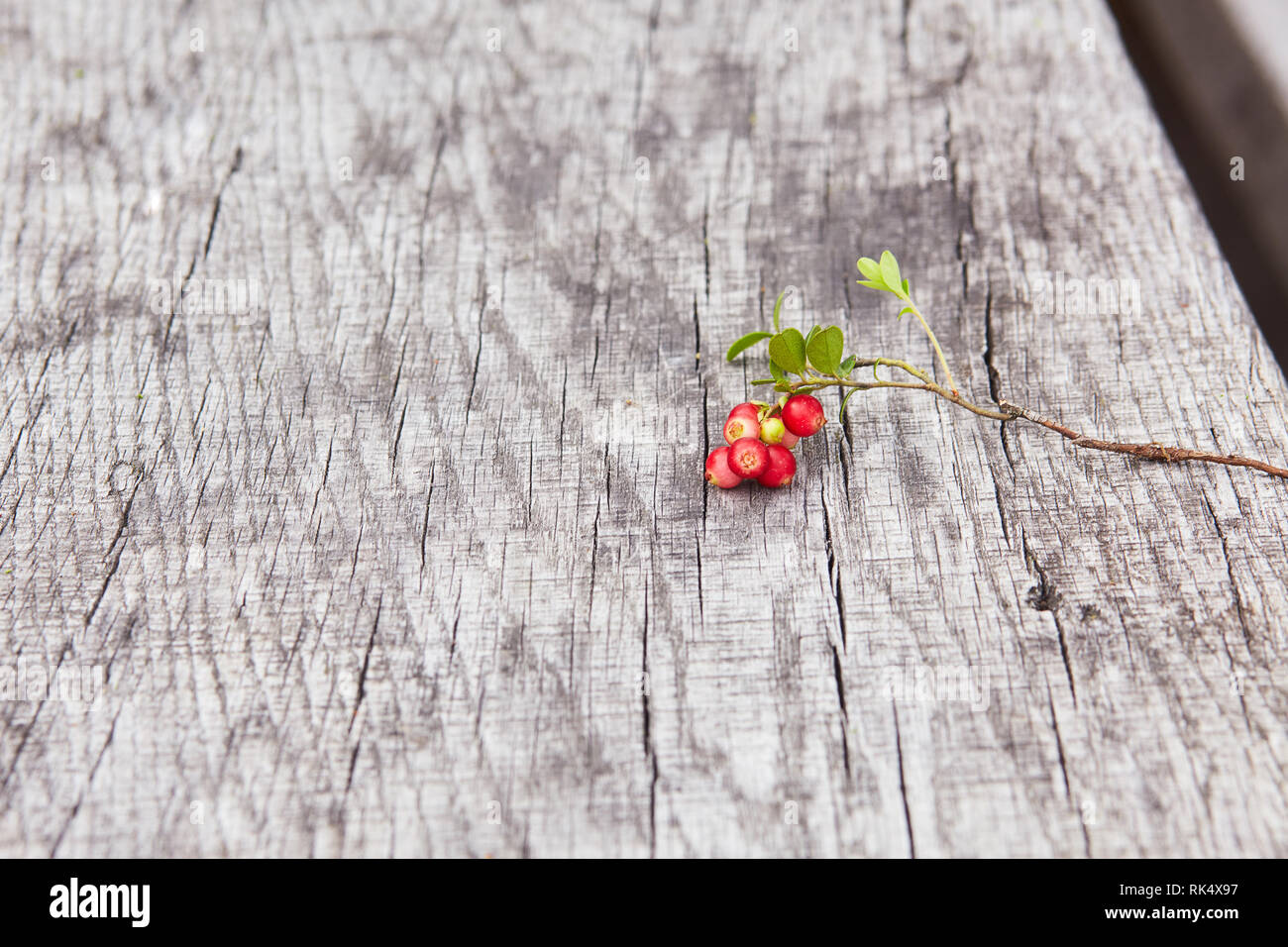 Vaccinium vitis-idaea (Beeren der wilden Cowberry) auf einer hölzernen natürlichen Hintergrund Stockfoto