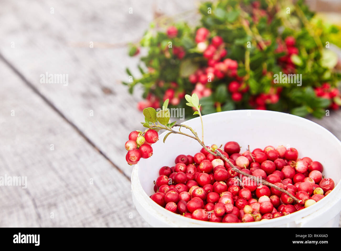 Vaccinium vitis-idaea (Beeren der wilden Cowberry) auf einer hölzernen natürlichen Hintergrund Stockfoto