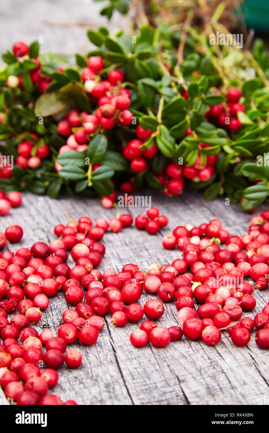 Vaccinium vitis-idaea (Beeren der wilden Cowberry) auf einer hölzernen natürlichen Hintergrund Stockfoto