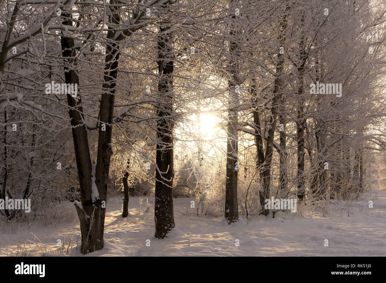Raureif und Schnee in die Landschaft am Rande des Waldes. Stockfoto