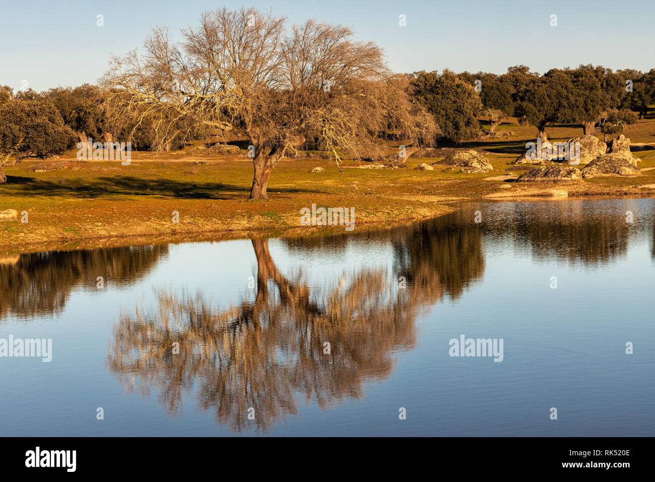 Landschaft mit Bäumen im Wasser in der Nähe von Arroyo de la Luz wider. Der Extremadura. Spanien. Stockfoto