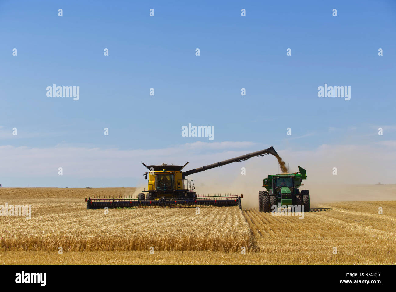 Getreideernte mit modernem Mähdrescher mit breitem Kammaufsatz (New Holland) und Traktorkistenjäger in der Nähe der Lock Eyre Peninsula in South Australia Stockfoto