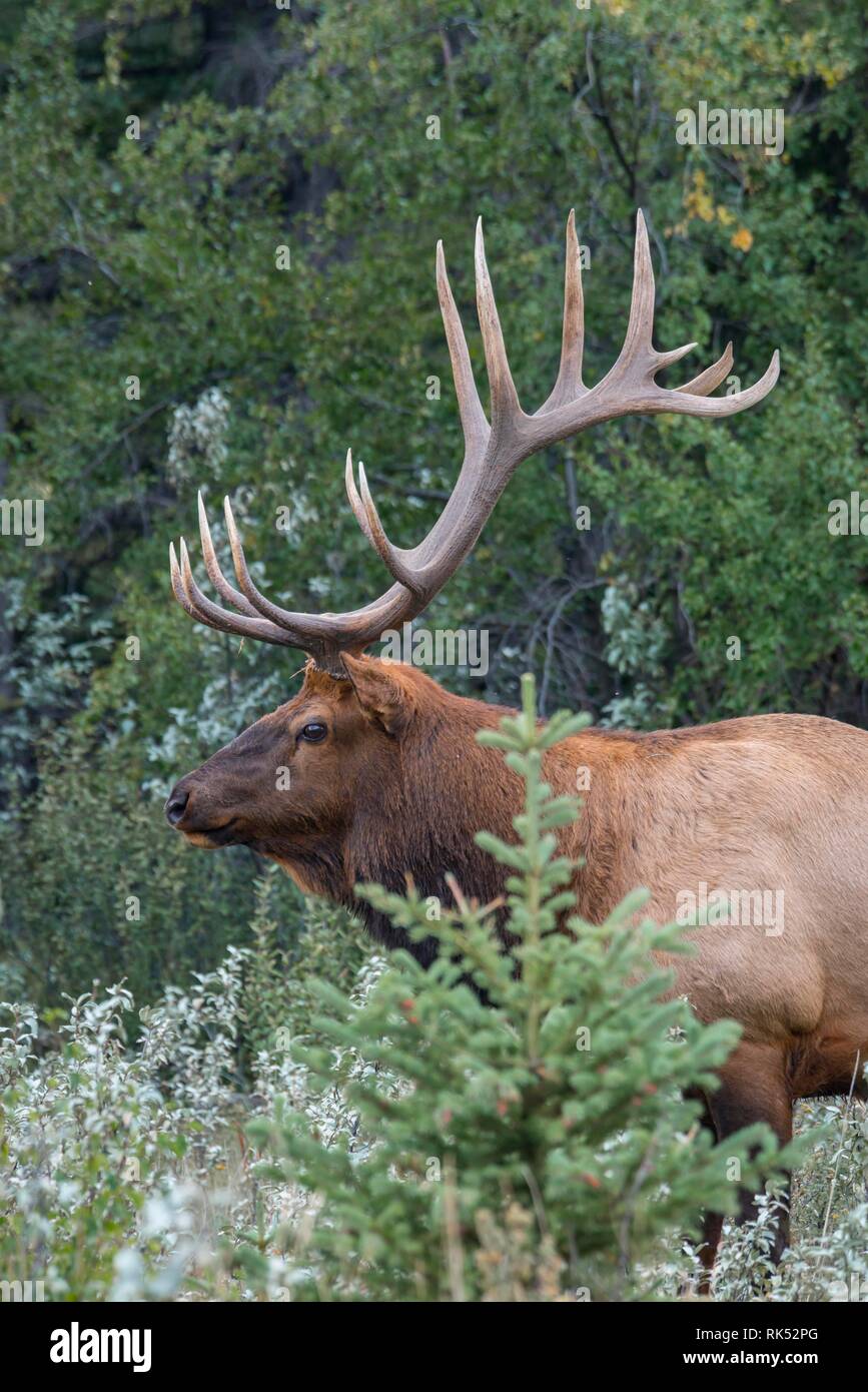 Amerikanischer Elch stier mit Geweih Hirsch (Cervus canadensis), stehen im Wald, Jasper National Park, British Columbia, Kanada, Nordamerika Stockfoto