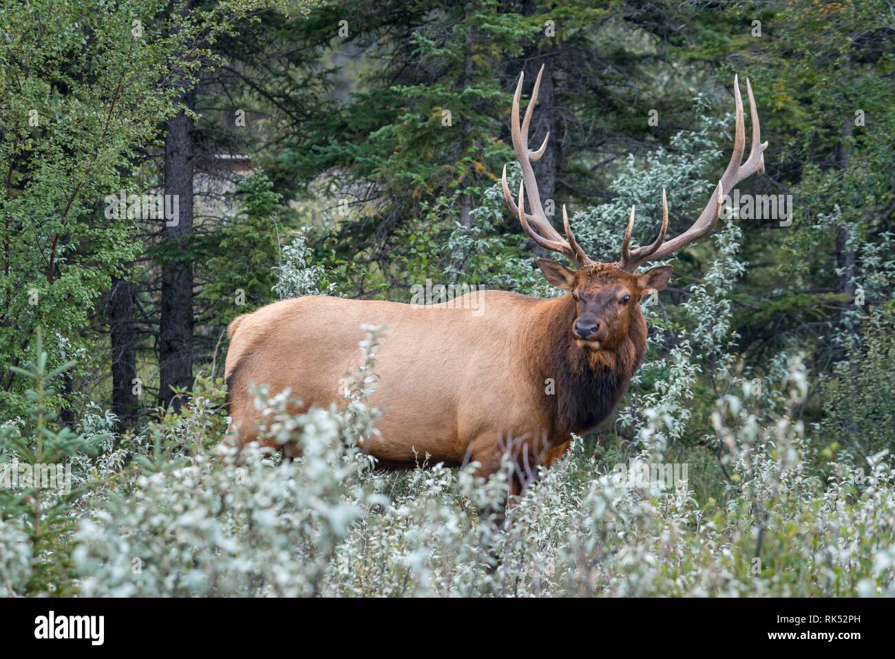 Amerikanischer Elch stier mit Geweih Hirsch (Cervus canadensis), stehen im Wald, Jasper National Park, British Columbia, Kanada, Nordamerika Stockfoto Amerikanischer Elch stier mit Geweih Hirsch (Cervus canadensis), stehen im Wald, Jasper National Park, British Columbia, Kanada, Nordamerika Stockfoto