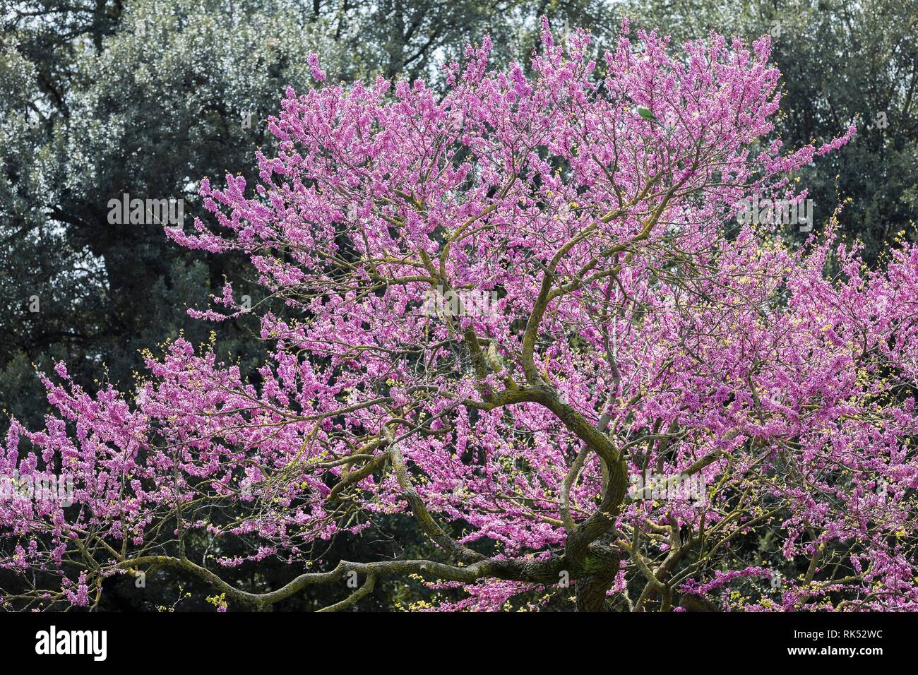 Lila Jacaranda Tree (Jacaranda) in voller Blüte, Rom, Italien, Europa Stockfoto