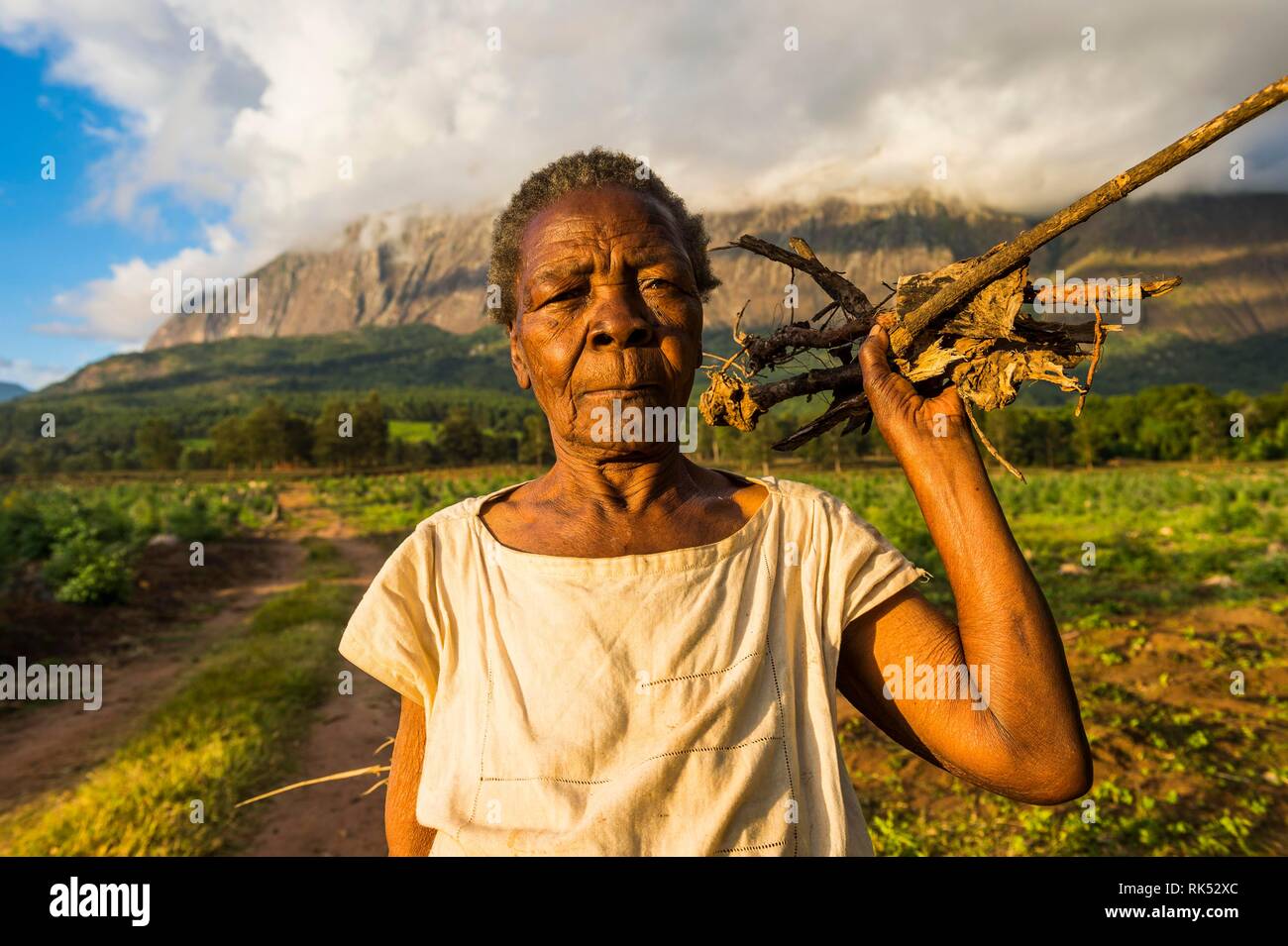 Alte Frau mit Brennholz auf dem Weg nach Hause vor dem Mount Mulanje, Malawi, Afrika Stockfoto
