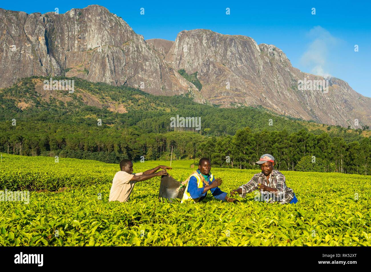 Teepflückerinnen auf einer Teeplantage auf Mount Mulanje, Malawi, Afrika Stockfoto