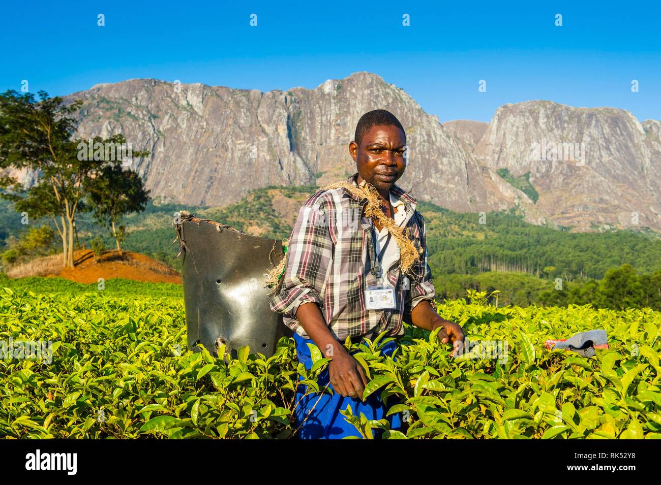 Kaffee picker auf einem Kaffee Immobilien auf dem Mount Mulanje, Malawi, Afrika Stockfoto