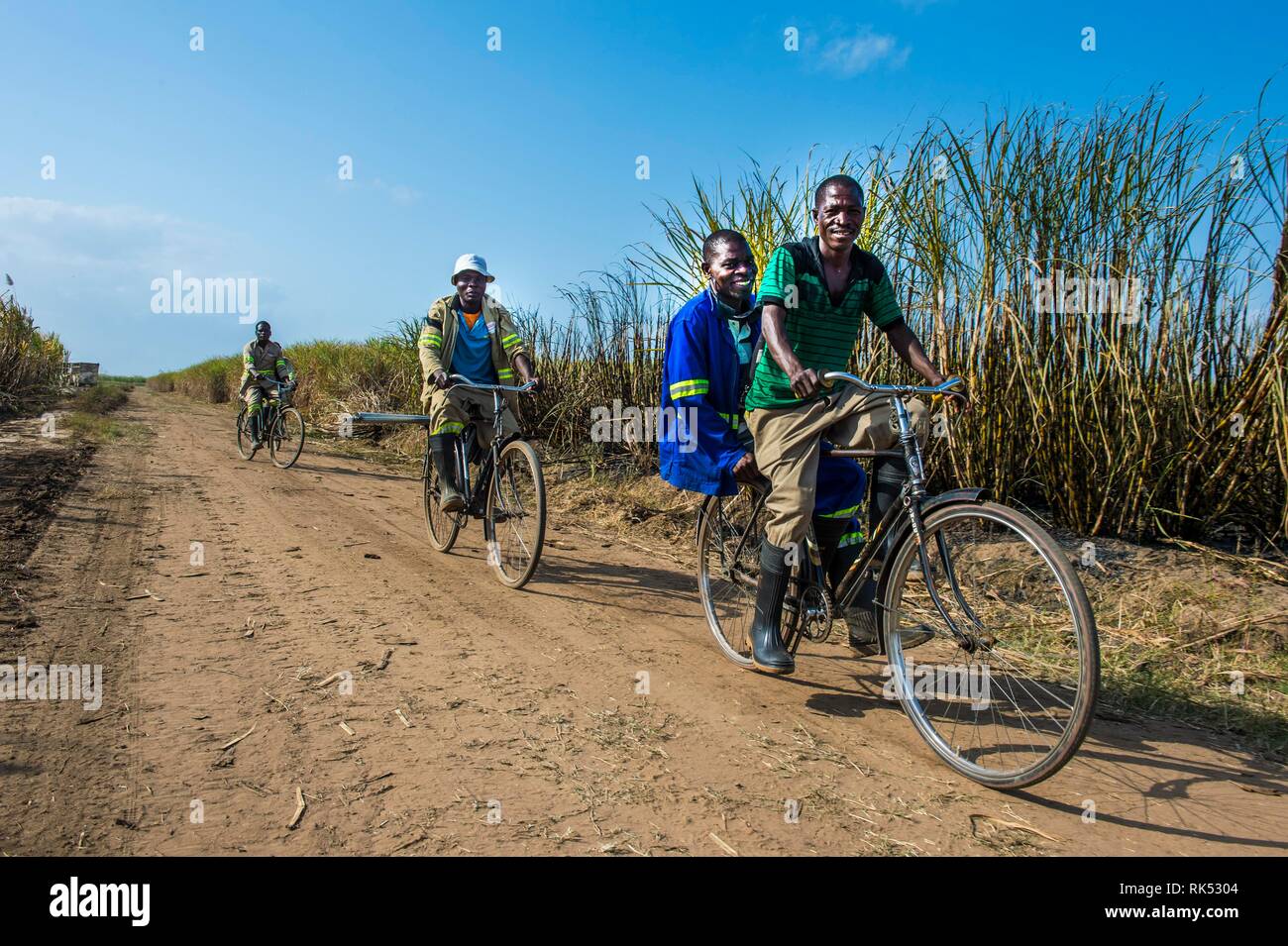 Zuckerrohr schneiden auf dem Weg zur Arbeit mit dem Fahrrad durch die Zuckerrohrfelder, Nchalo, Malawi, Afrika Stockfoto