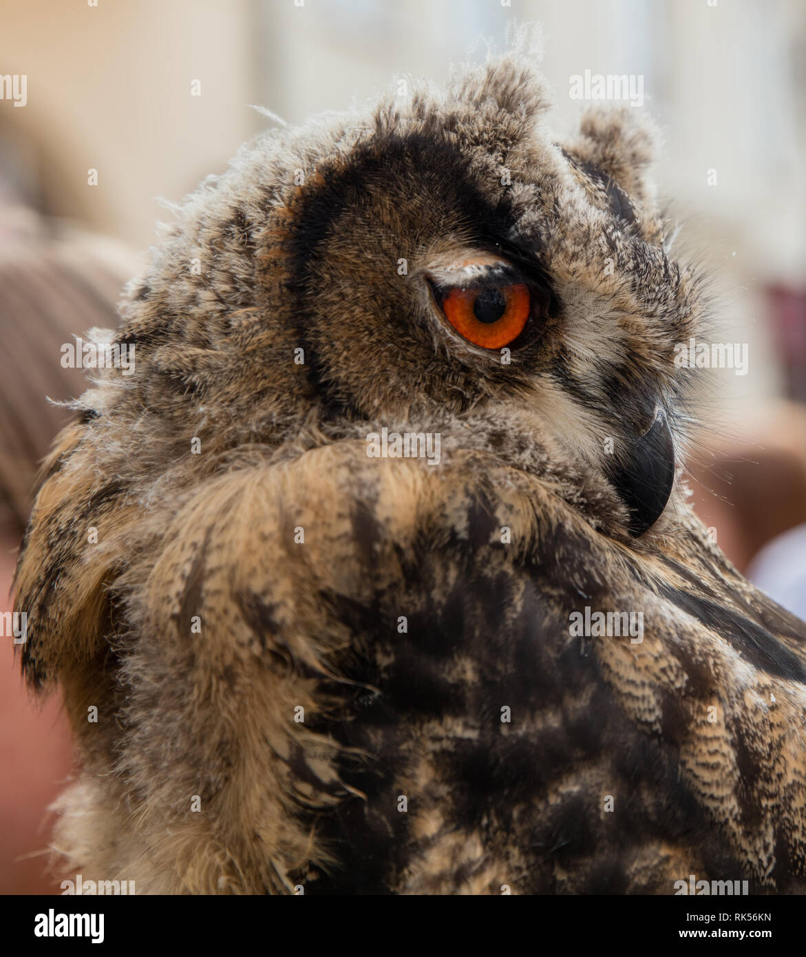 Close up Portrait von Eule in der Seitenansicht Stockfoto
