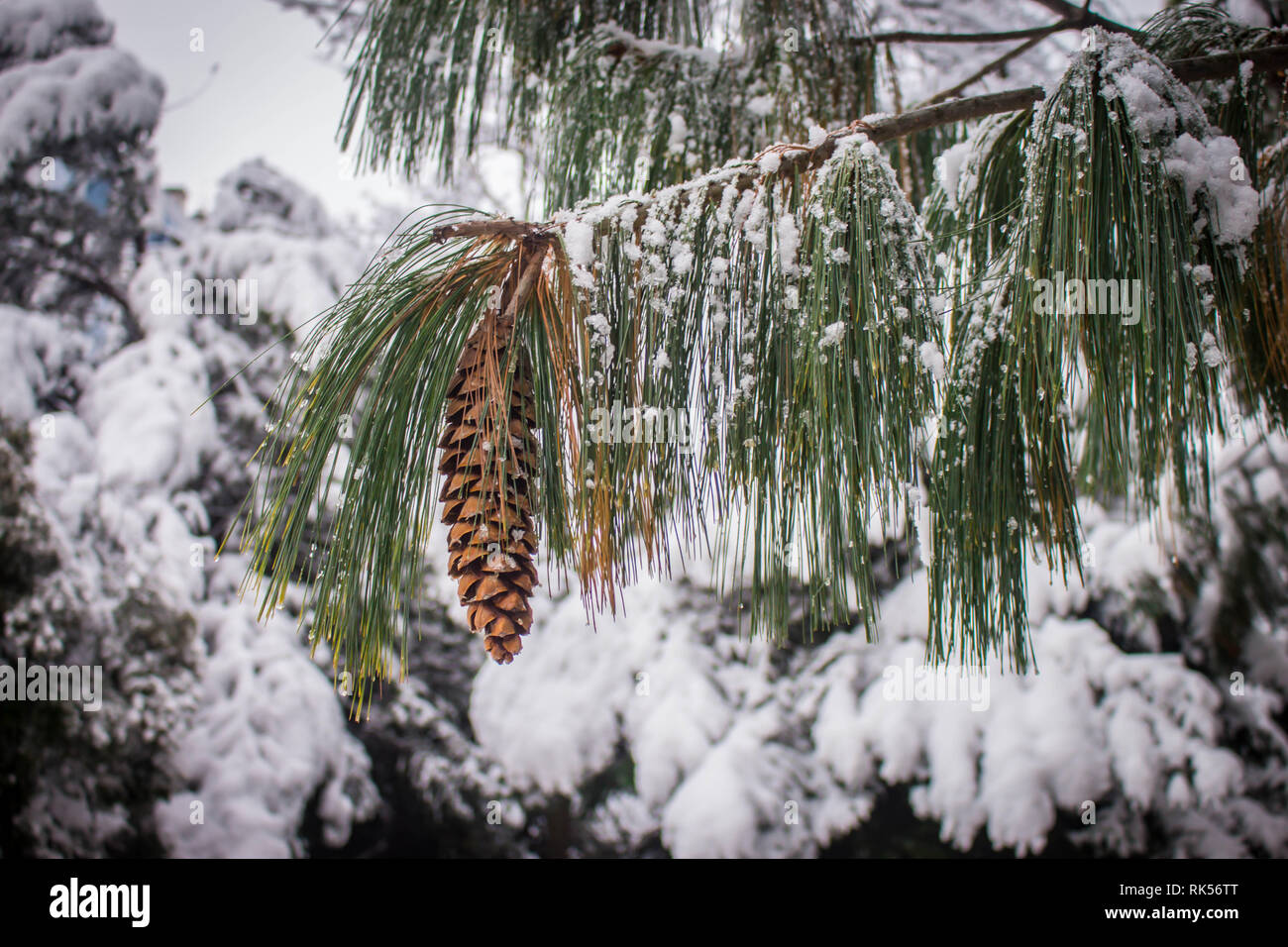 Reife braun Kegel Der Bhutan pine-lateinischen Namen Pinus wallichiana mit Schnee im Garten in Belgrad in Serbien abgedeckt Stockfoto