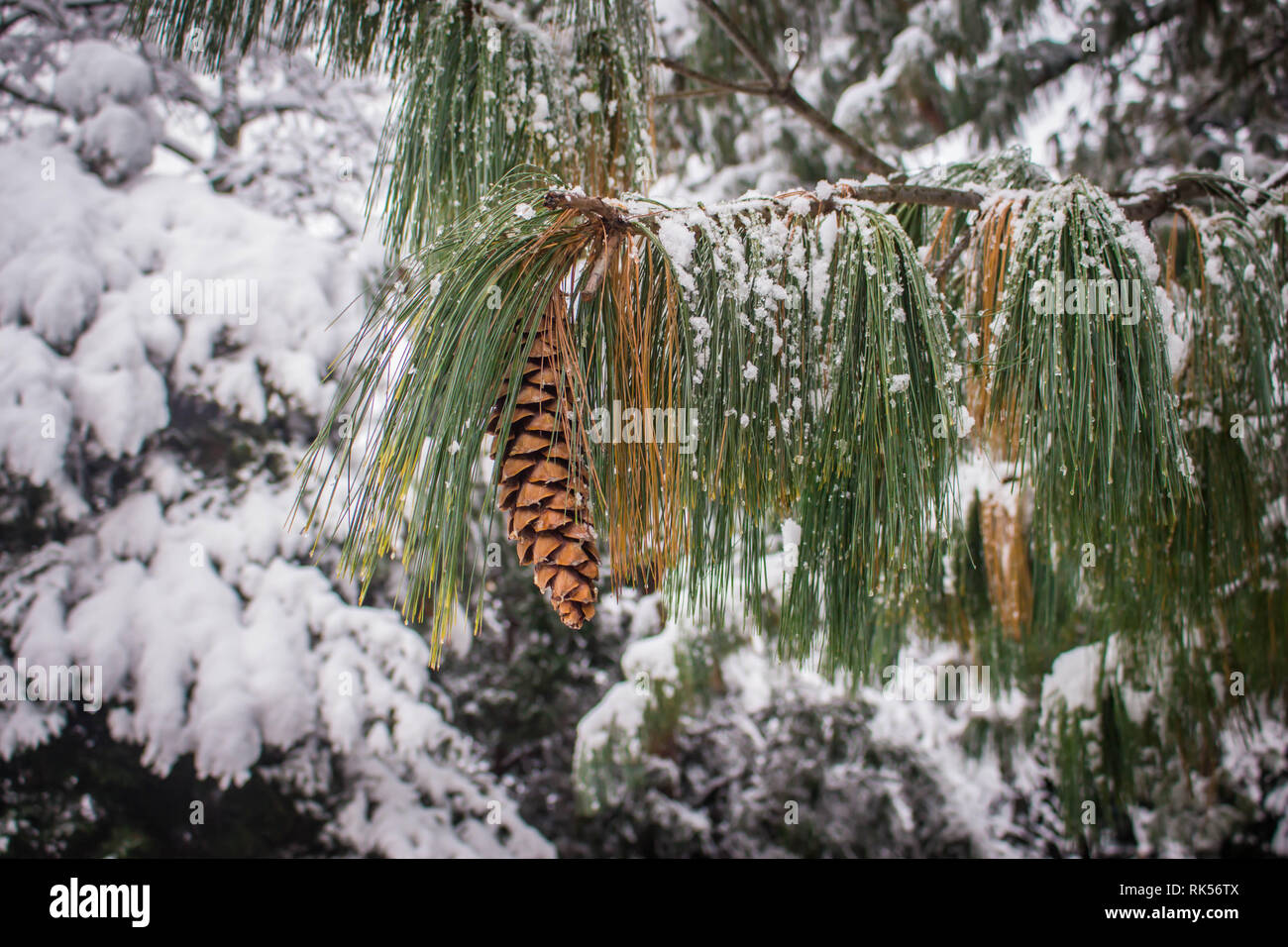 Reife braun Kegel Der Bhutan pine-lateinischen Namen Pinus wallichiana mit Schnee im Garten in Belgrad in Serbien abgedeckt Stockfoto