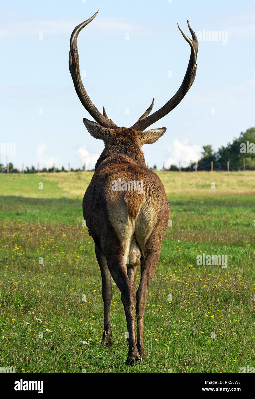 Zurück Der große Hirsch. Stockfoto