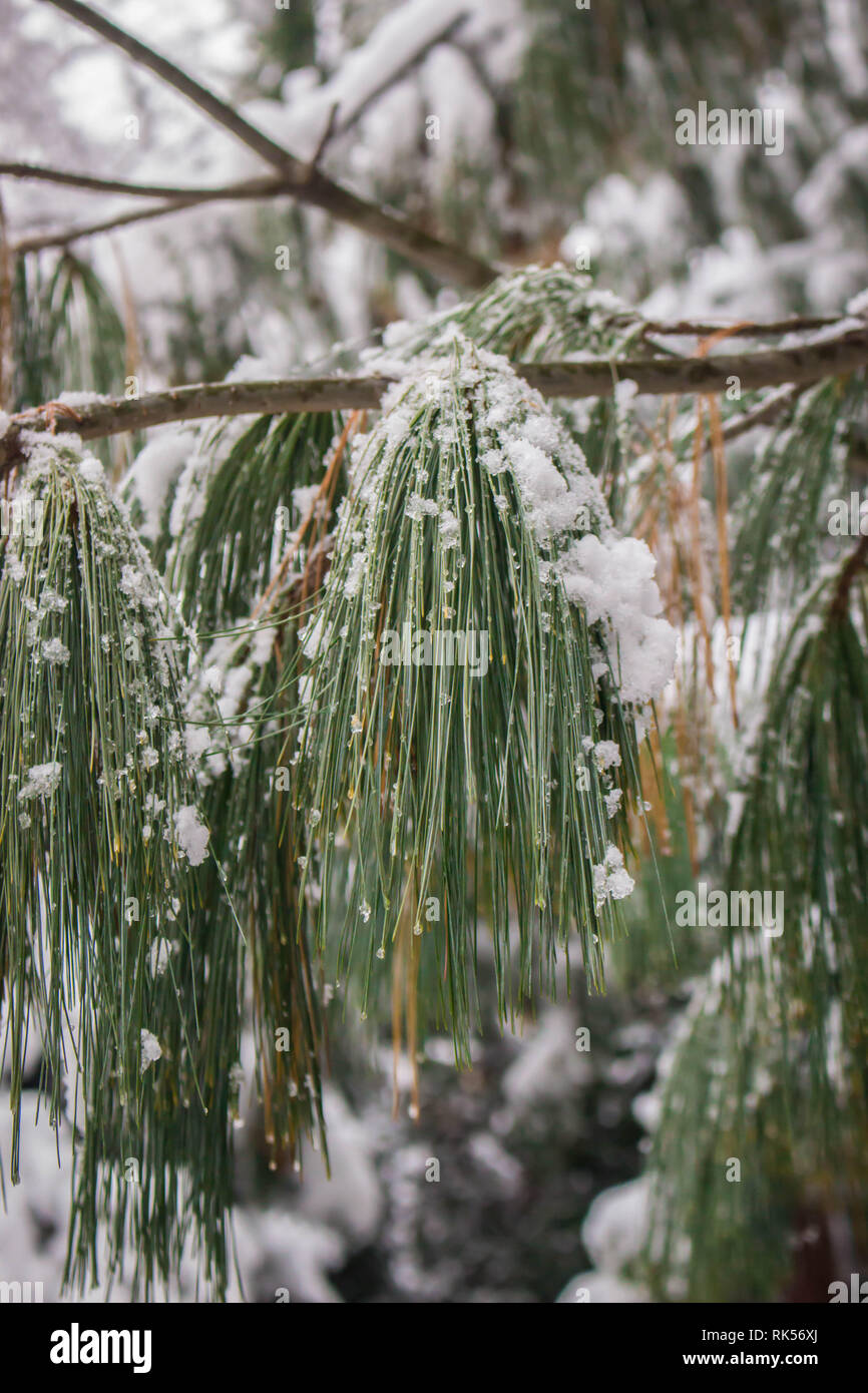Lange grüne Blätter von Bhutan pine Der lateinische Name Pinus wallichiana bedeckt mit Schnee im botanischen Garten in Belgrad, Serbien Stockfoto