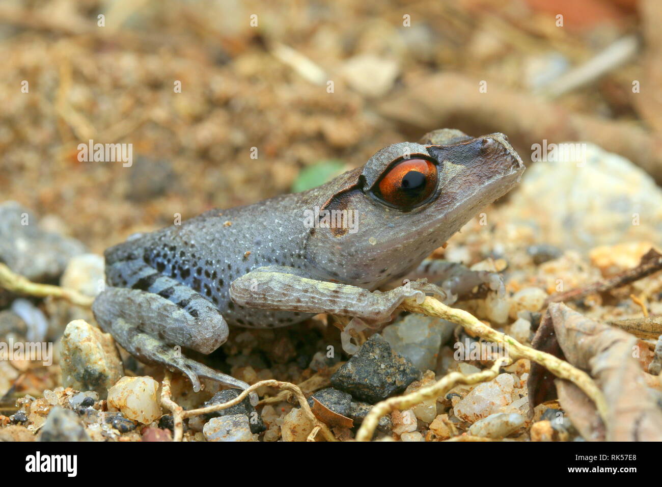 Wurf Frosch, Leptobrachium hendricksoni beschmutzt Stockfoto