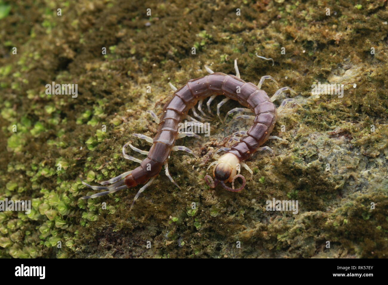 Lila Tausendfüßler mit gelben Kopf Stockfoto