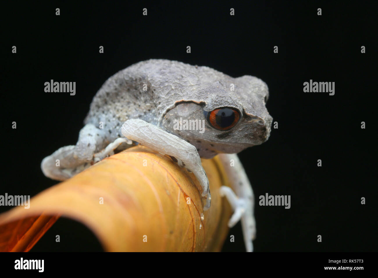 Wurf Frosch, Leptobrachium hendricksoni beschmutzt Stockfoto