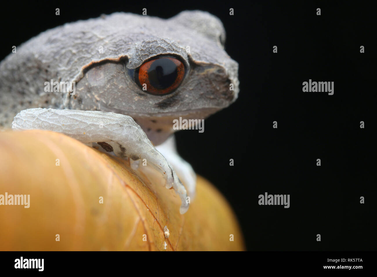 Wurf Frosch, Leptobrachium hendricksoni beschmutzt Stockfoto