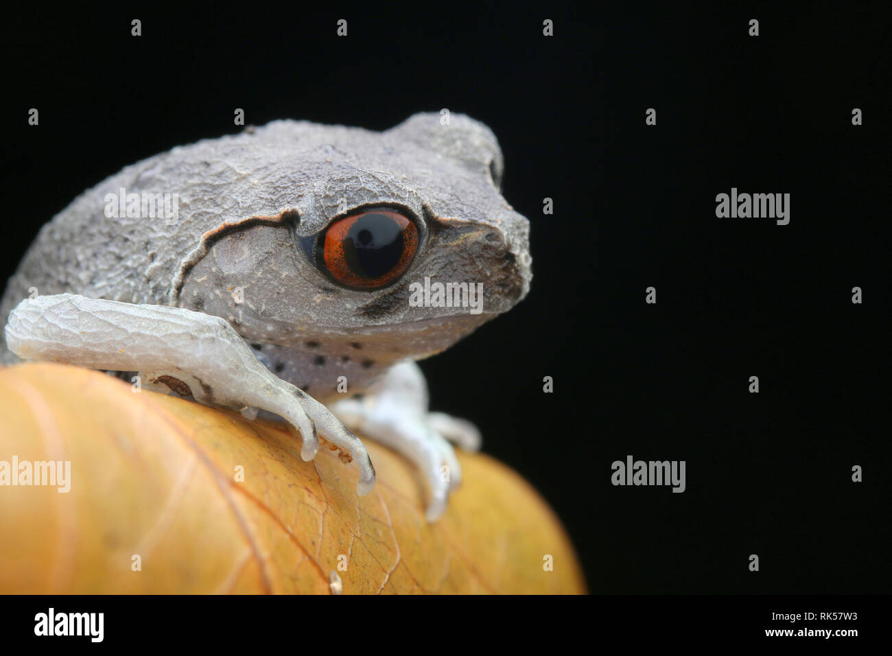 Wurf Frosch, Leptobrachium hendricksoni beschmutzt Stockfoto