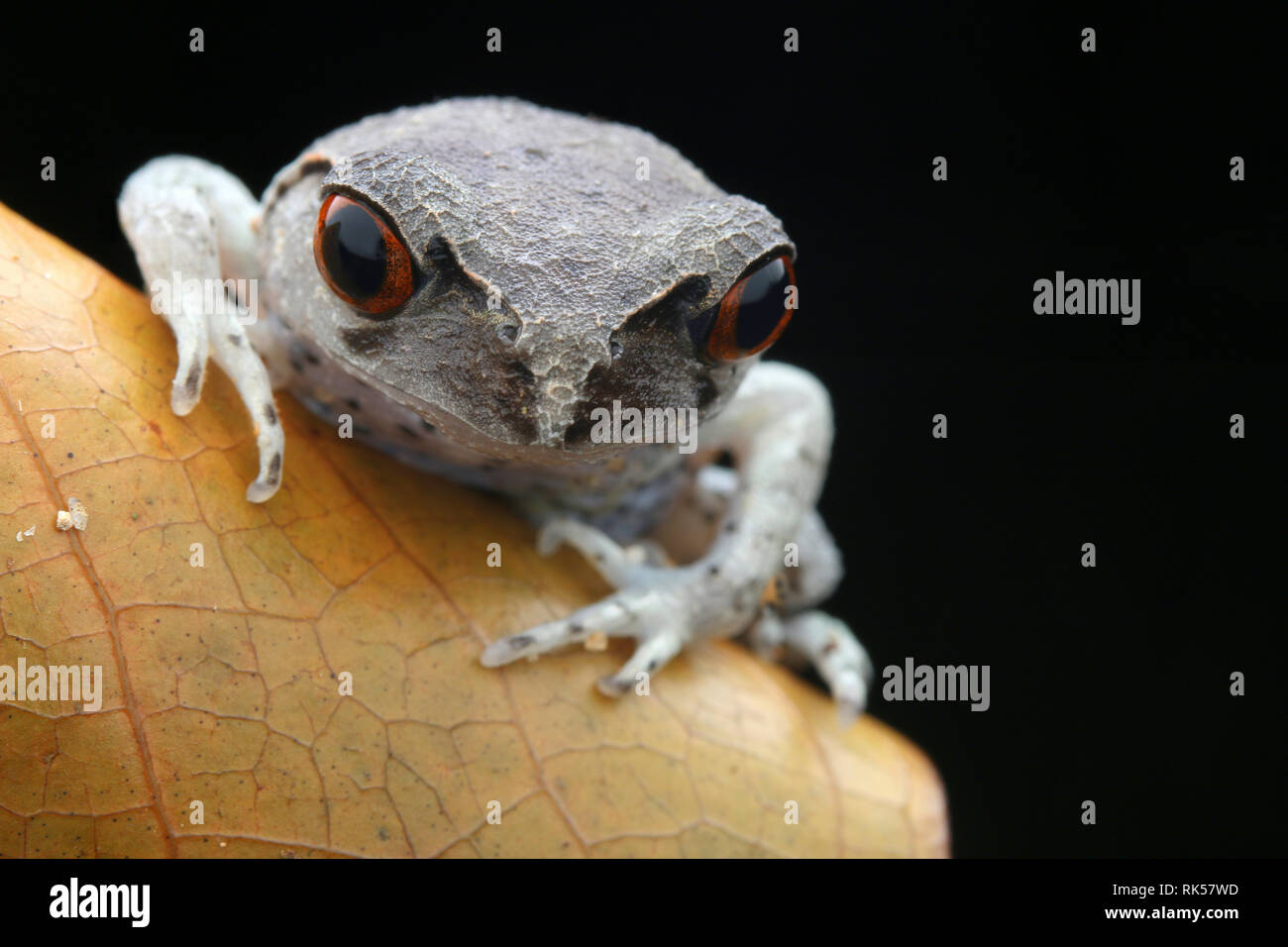 Wurf Frosch, Leptobrachium hendricksoni beschmutzt Stockfoto