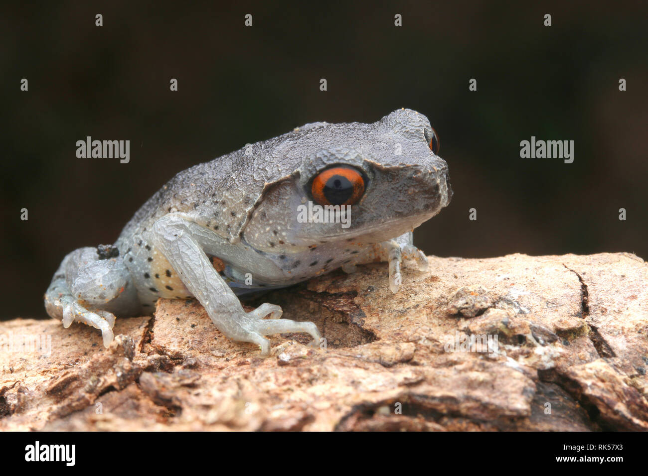 Wurf Frosch, Leptobrachium hendricksoni beschmutzt Stockfoto