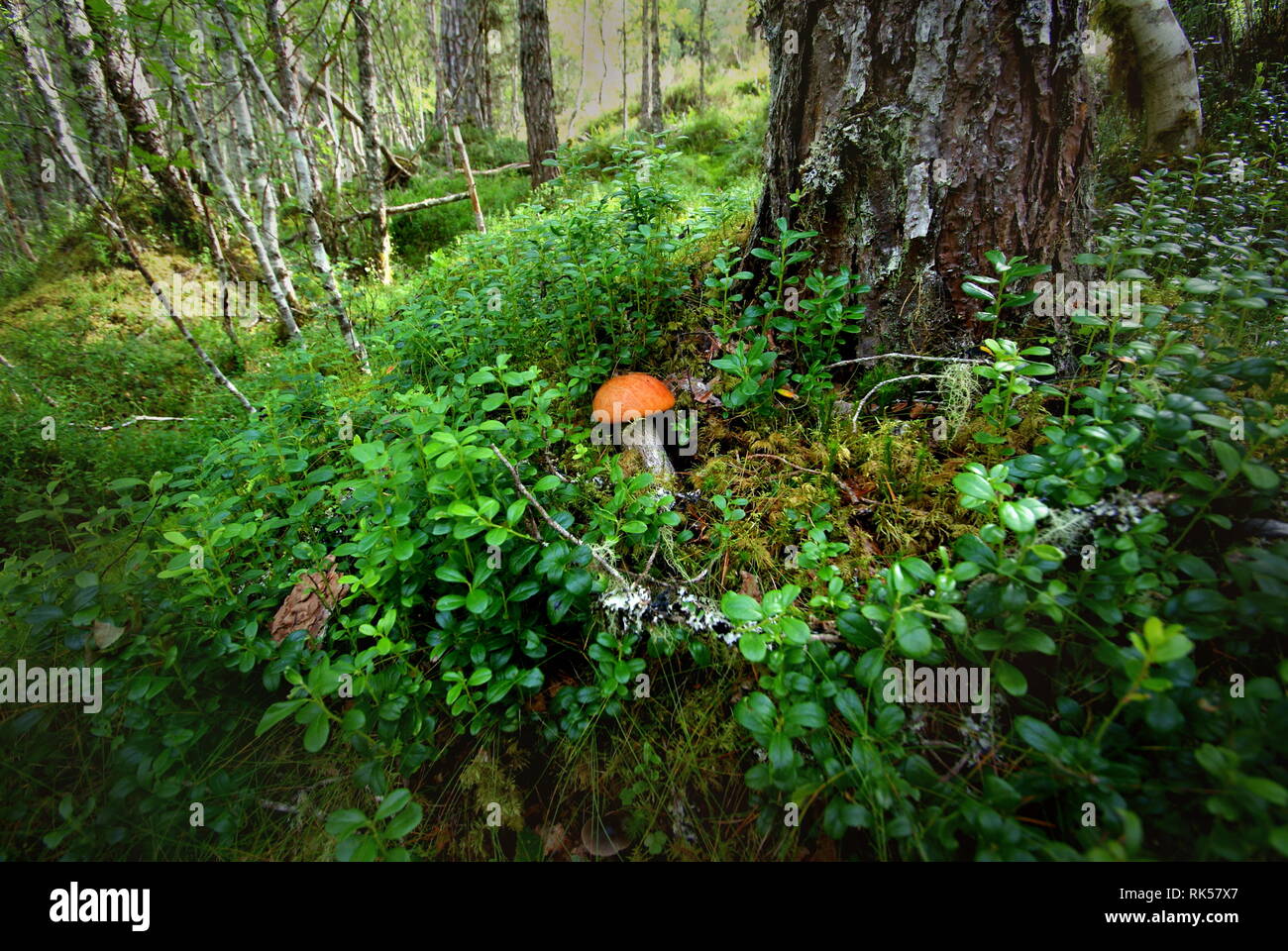 Pilze wachsen mystisch in einem tiefen Wald in Schottland Stockfoto