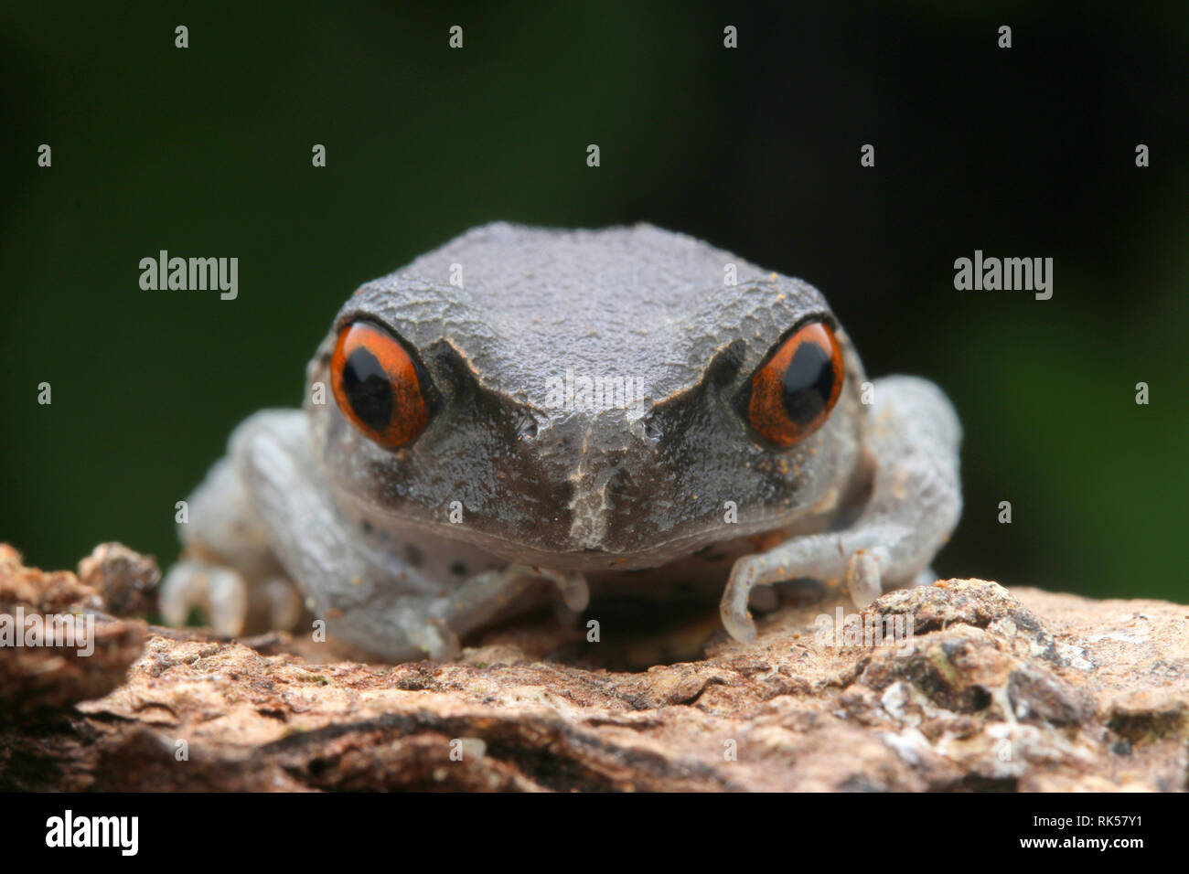 Wurf Frosch, Leptobrachium hendricksoni beschmutzt Stockfoto