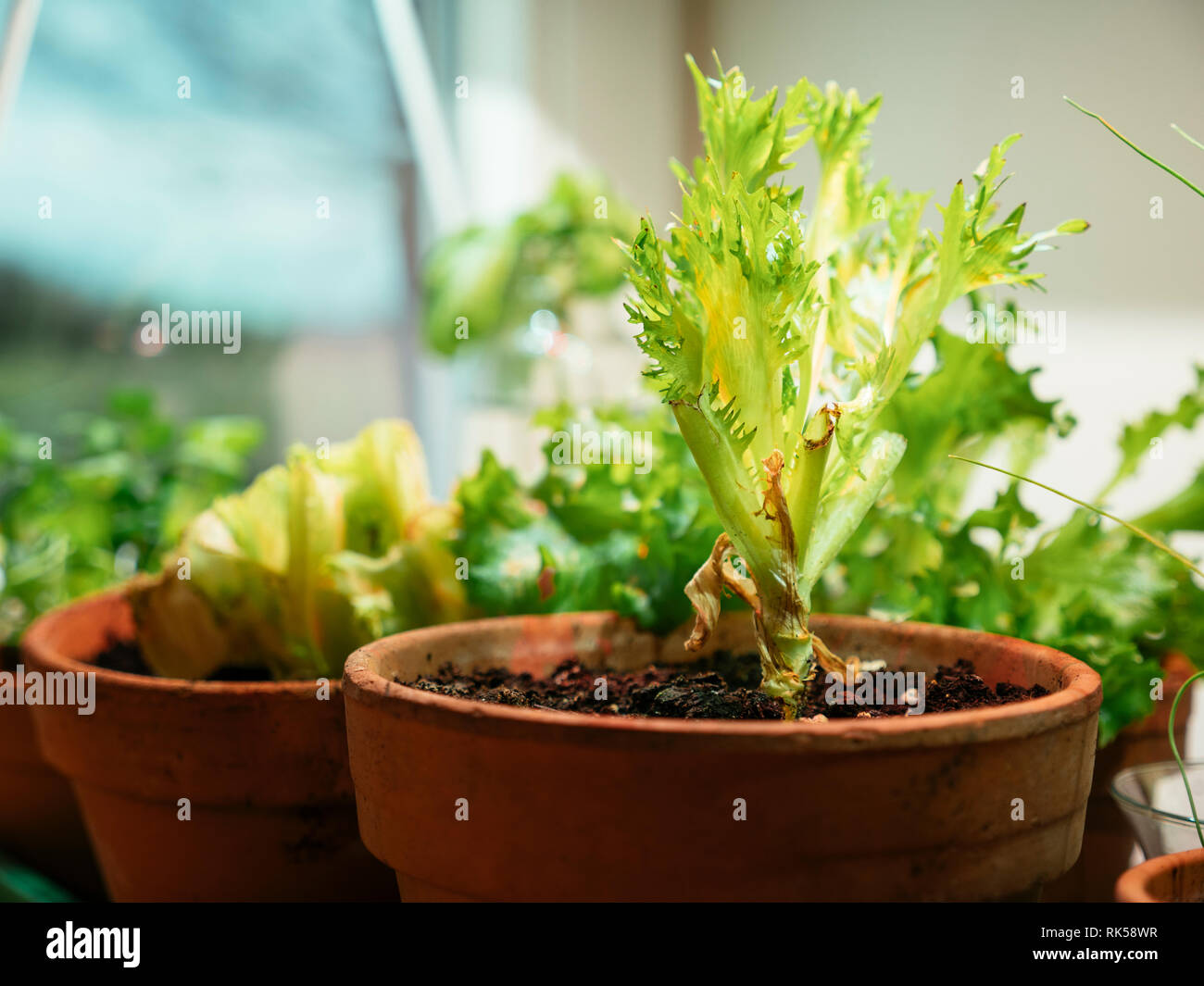 Salat von den Schrotten zuhause wachsen auf der Fensterbank unter einem gewachsen zu wachsen. Stockfoto