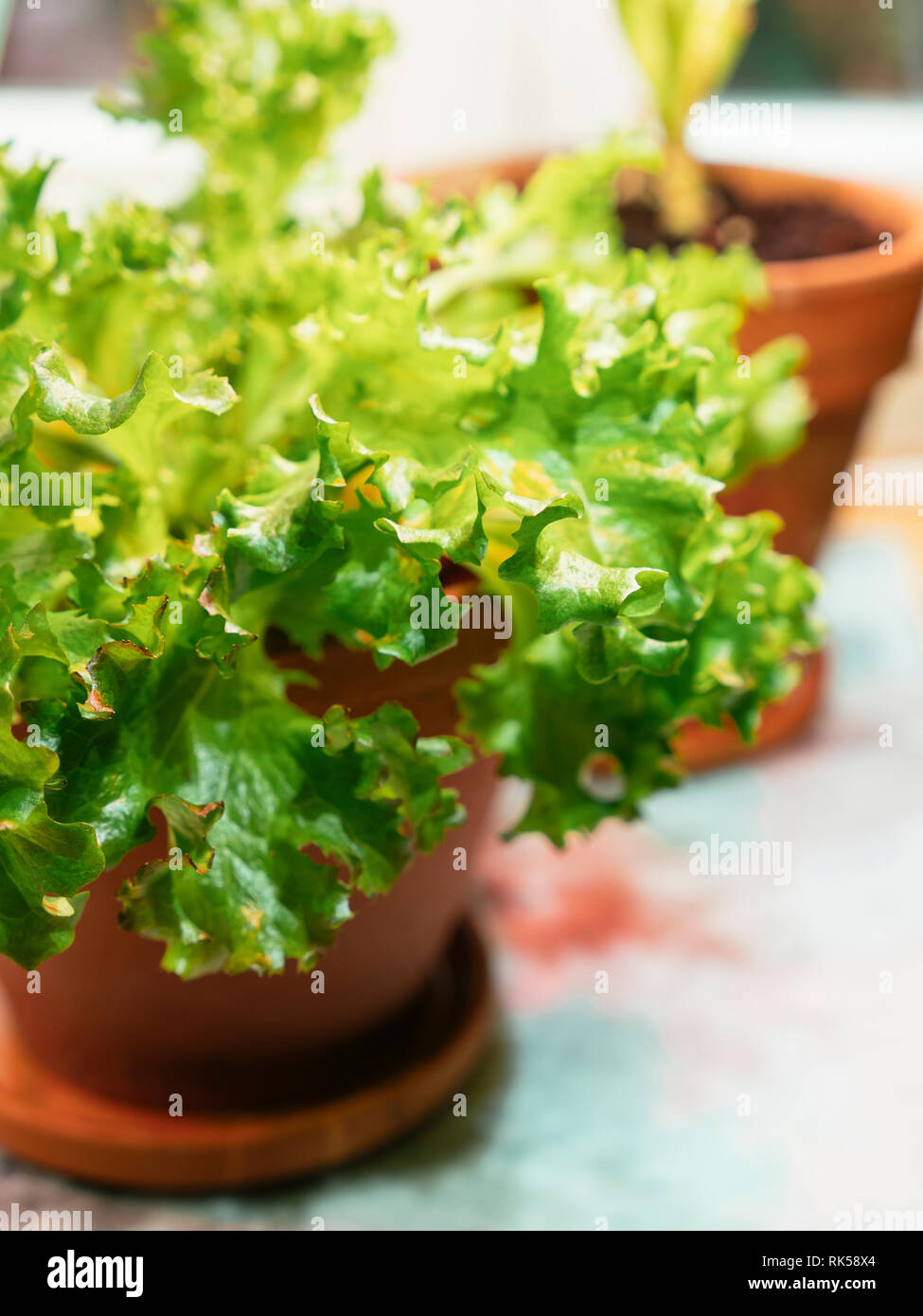Salat von den Schrotten zuhause wachsen auf der Fensterbank unter einem gewachsen zu wachsen. Stockfoto